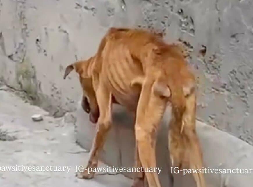 「顔に深い傷を負った犬」命の危機を脱するため保護施設へ…懸命な治療の末に