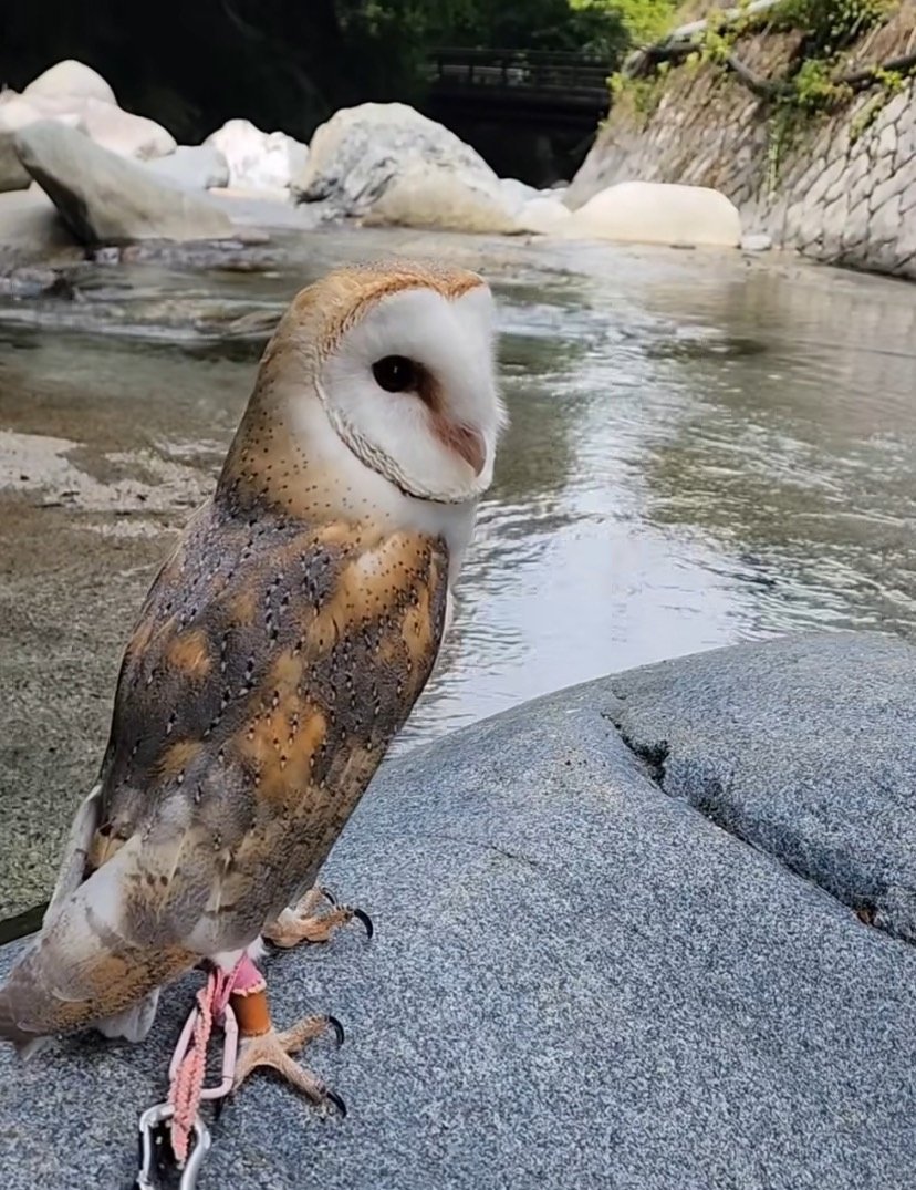 【夏を楽しむフクロウ】気分も涼やか！川でのんびりするフクロウさんが微笑ましい