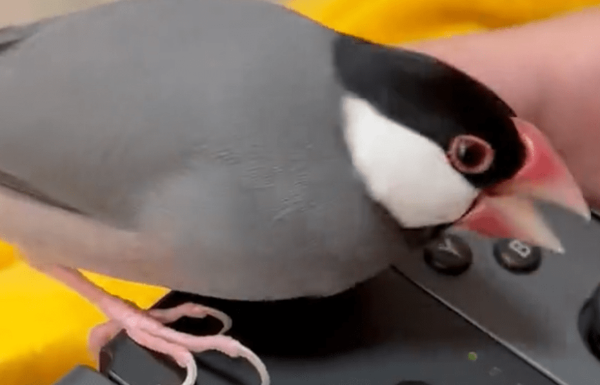 飼い主のゲームが許せない文鳥の姿が「かわいすぎかよ」