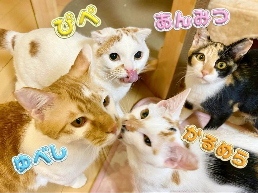 @poko_katakanaさん提供写真