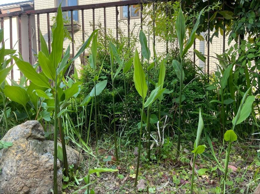 自宅の庭に生えていた「雑草だと思って抜いた草」　隣人に教えられた真実に注目集まる