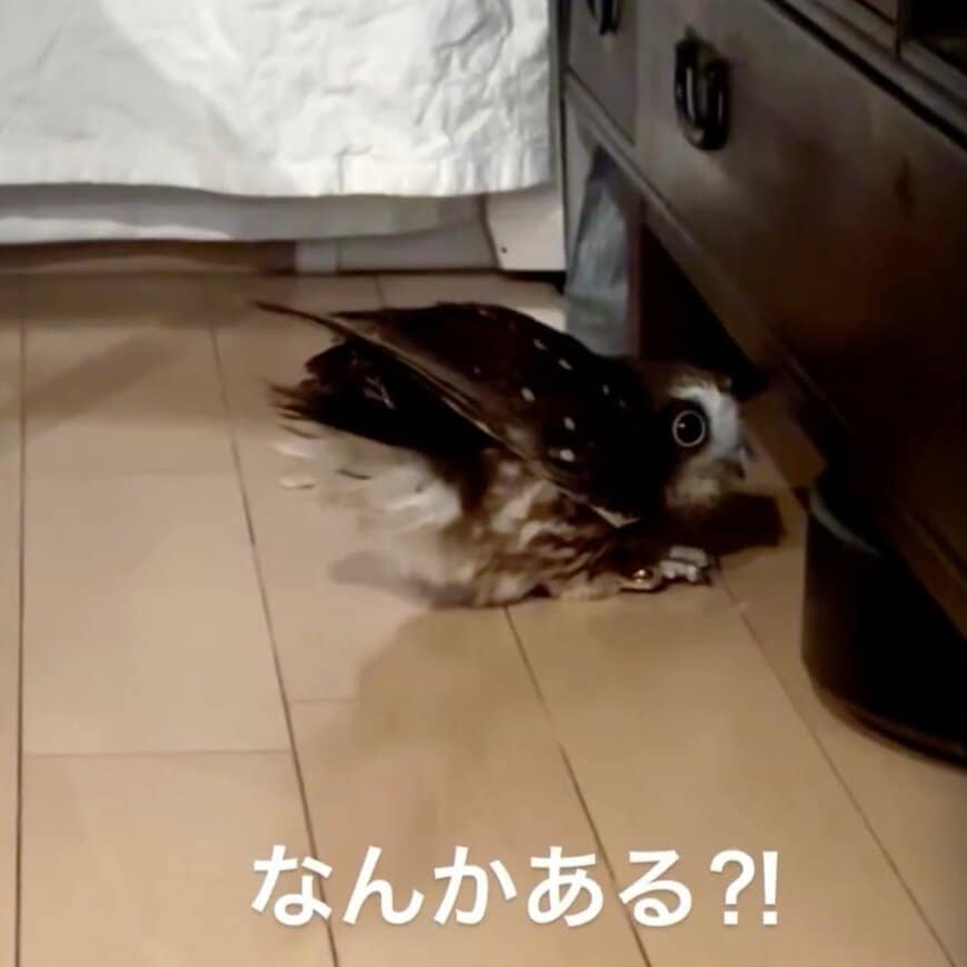 【探すフクロウ】「なんかある？！」お掃除ロボットのお家をキョロキョロ確認する姿が可愛すぎる！