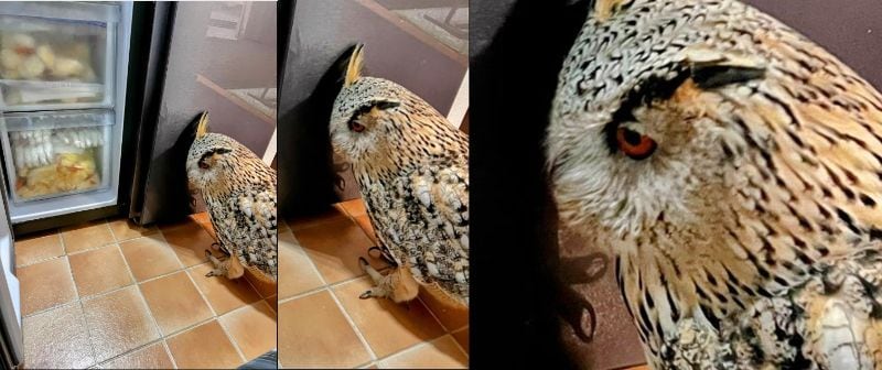 出所：@HardcoreOwl0911