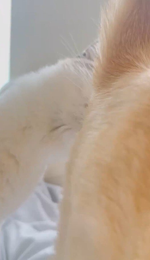 出所：@piennekomint