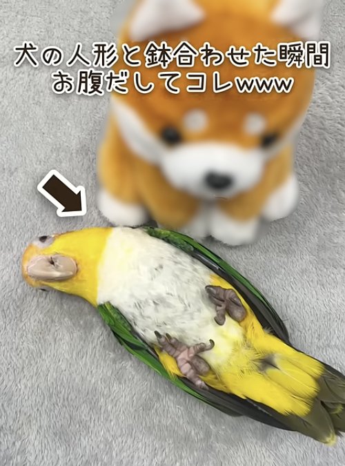 出所：@anz_omomiri