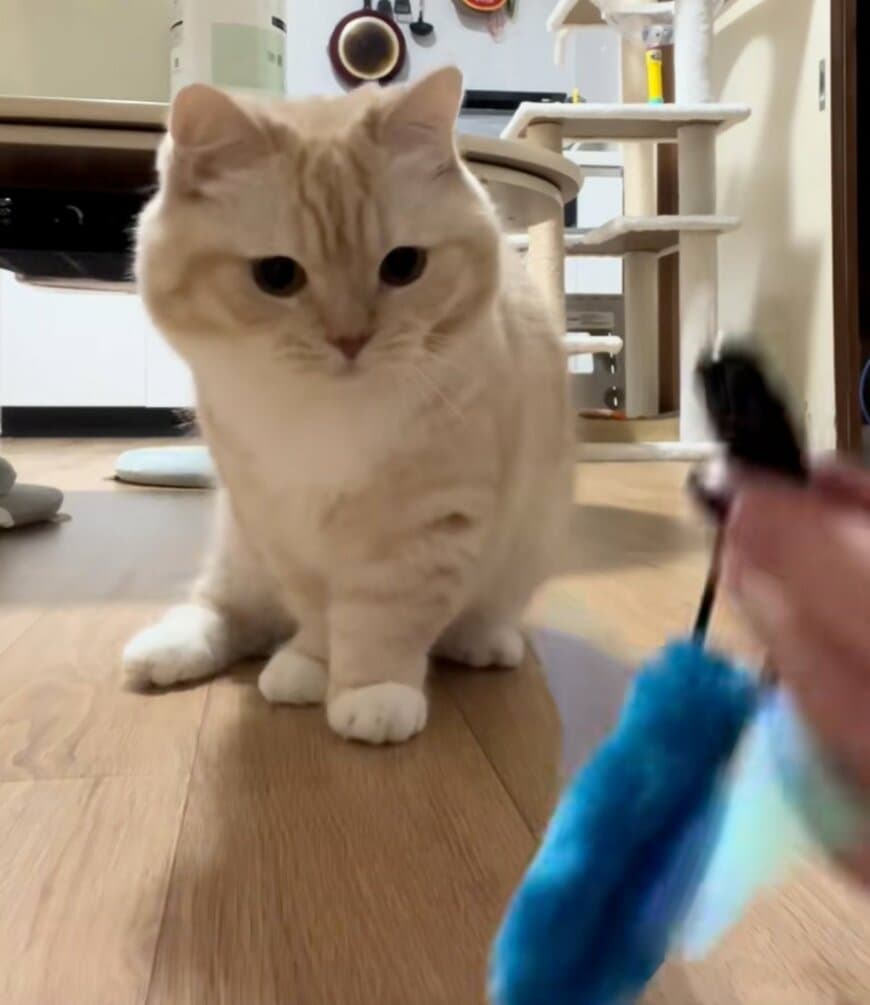 「ウケるわw」猫に新しいおもちゃを与えた結果→まさかの結末に思わず笑ってしまう