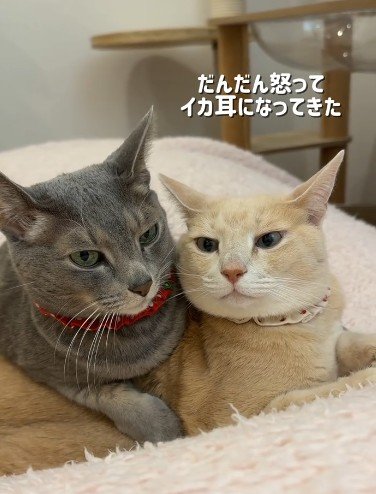 出所：＠mochimochi_brothers