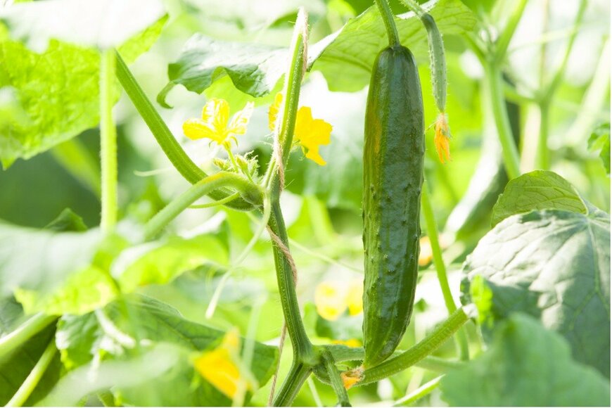 okugawa/istockphoto.com