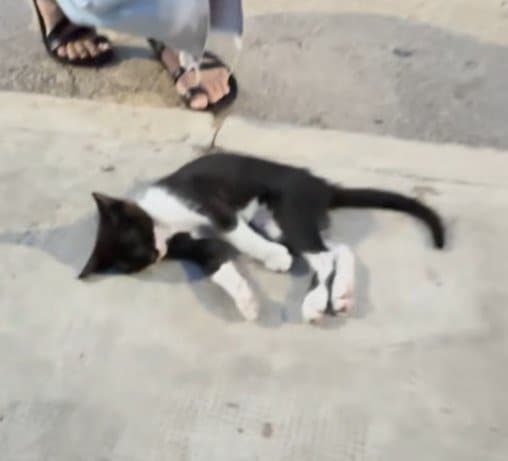 車にはねられ道路の真ん中で動けなくなっていた子猫を救助　検査で骨盤骨折が判明し「手術に向けた治療」を開始