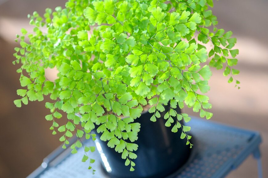 Lja_Lja/shutterstock.com