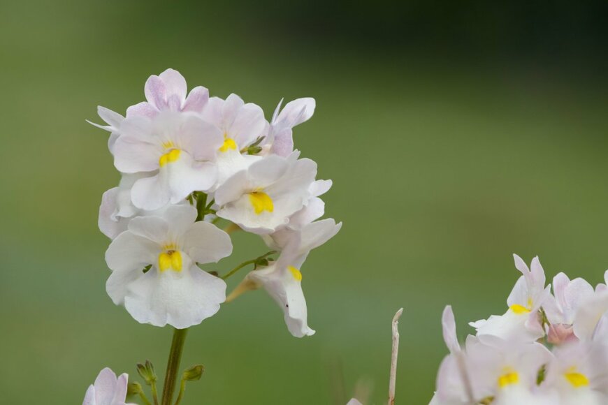 【真冬のガーデニング】爽やかな白がお洒落な「ホワイトガーデン」寄せ植えの主役にしたい植物8選