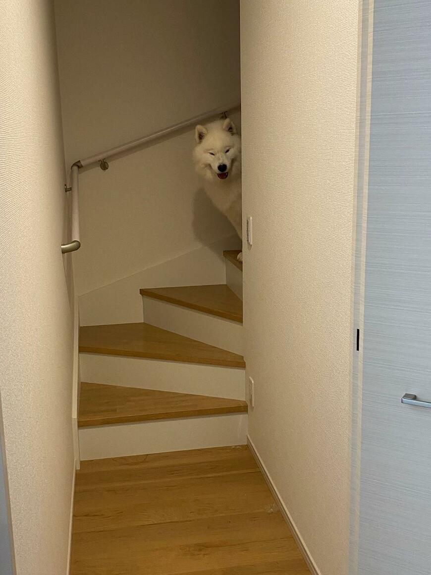 不適な笑みを浮かべる犬