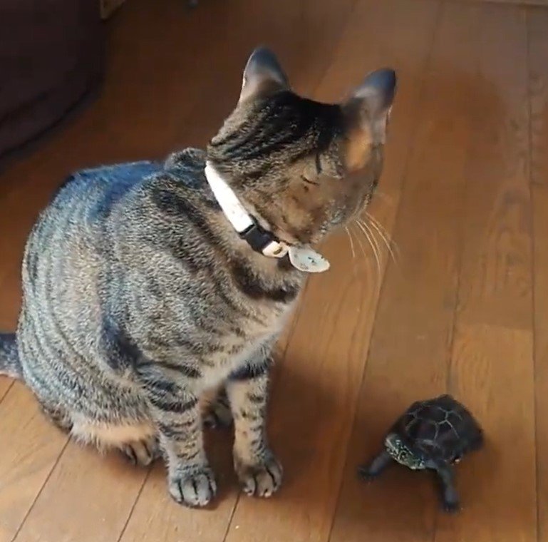 猫と亀
