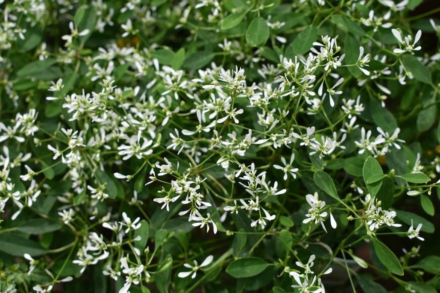 白いユーフォルビア・ダイヤモンドフロストの小花