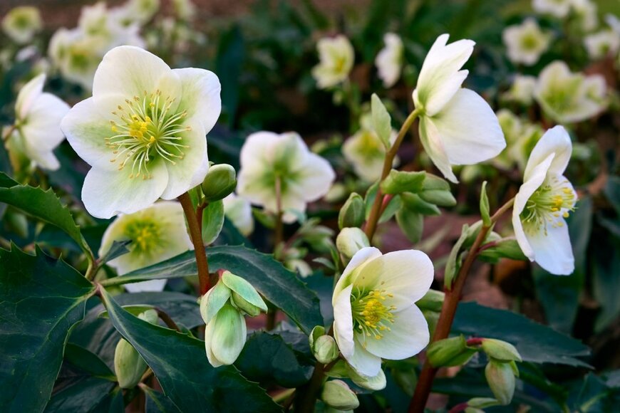 白い花を咲かせている、クリスマスローズ