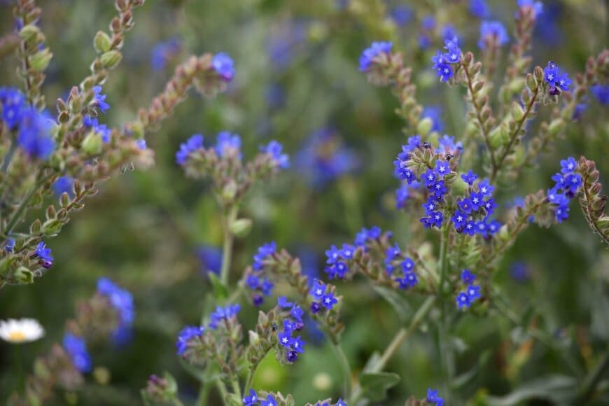濃いブルーの小花を咲かせているアンチューサ