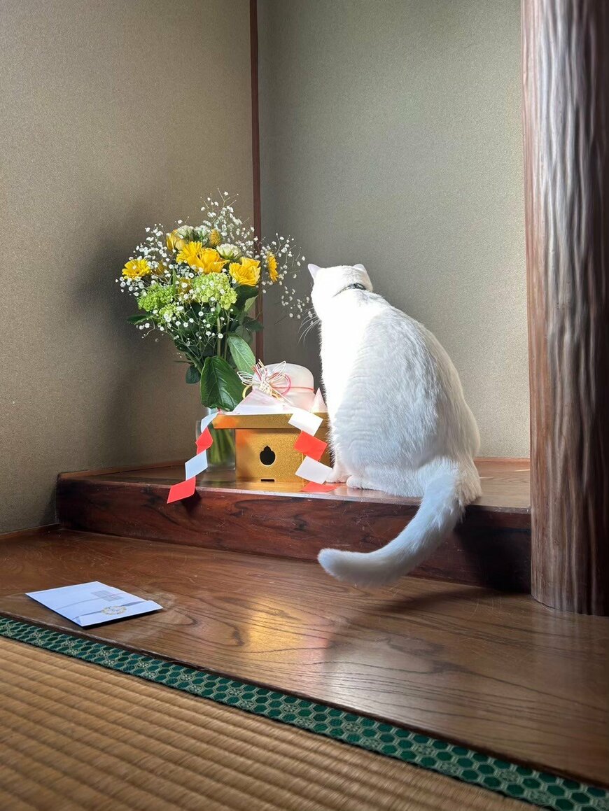 鏡餅を見つめる白猫「君はにゃんだ?」