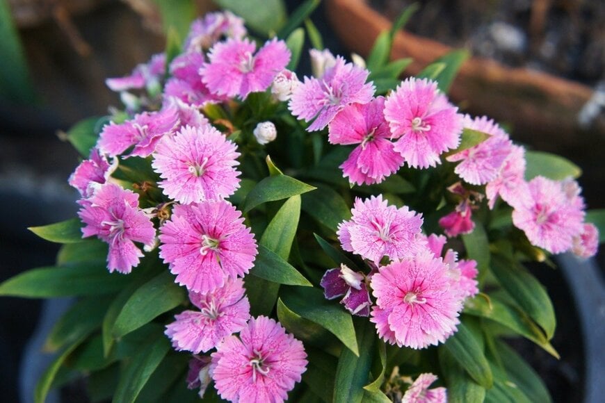 ナデシコ（ダイアンサス）