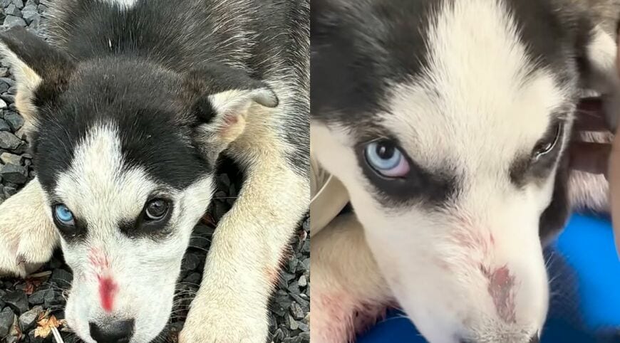鼻先に傷のある子犬の顔