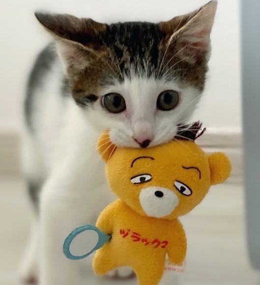 可愛い保護子猫