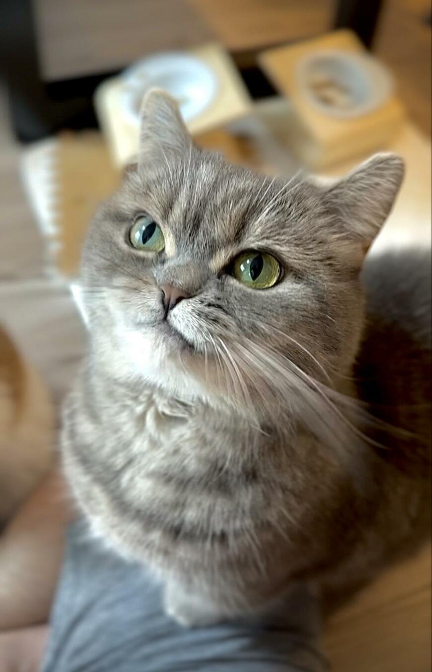 おやつに満足する猫