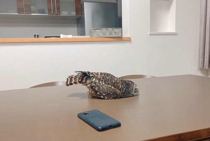 投稿動画のワンシーン