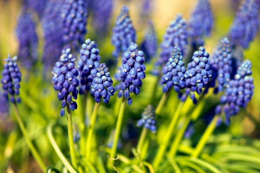 青い花を咲かせている、ムスカリ