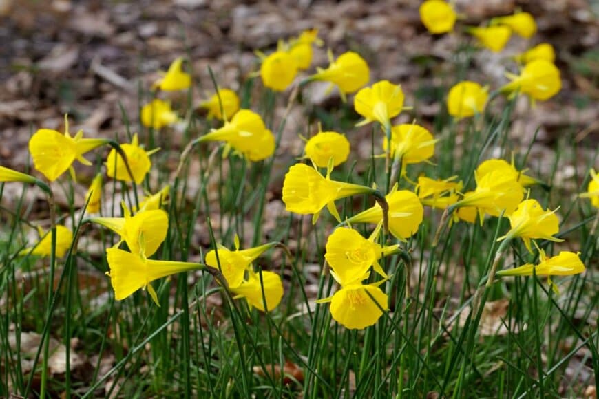 ナルキッスス・バルボコディウム。黄色い花色でラッパのよう。