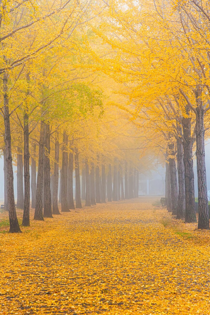 茨城県で撮影した幻想的な雰囲気の銀杏並木