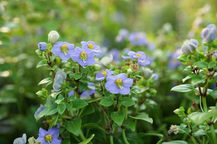 青いエキザカムの花