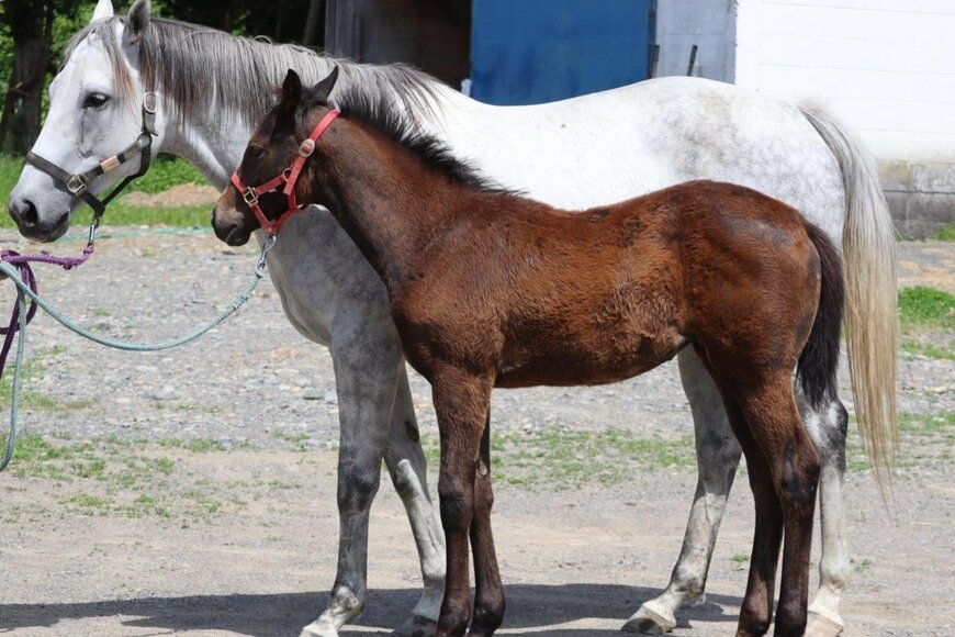 母馬と仔馬を収めた1枚
