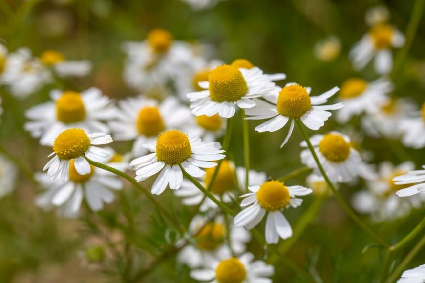 ジャーマンカモミールの花。花弁は白、中央部は黄色で盛り上がっている。