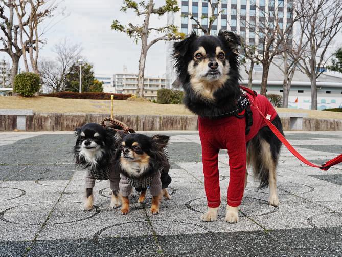 大きな身体が特徴のチワワ