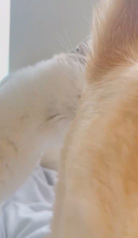 お尻を嗅ぐ猫