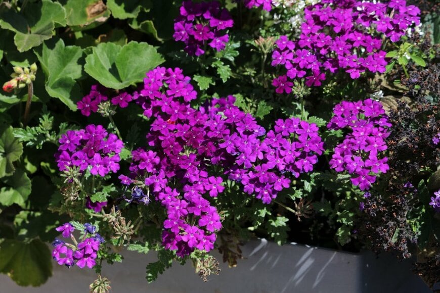 赤紫の花を咲かせているバーベナ