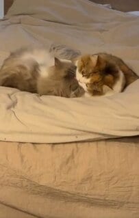 【ほのぼの動画…かと思いきや？！】仲良し猫ちゃん兄妹→唐突な展開に爆笑必至