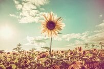 新規申請件数は前年同月比＋4％【生活保護】2025年10月から「生活扶助」月額500円の特例加算を上乗せ