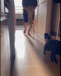 【悶絶】「猫を抱えて走る→逃げる」が繰り返される「猫さんとの追いかけっこ」　「猫ちゃん楽しそう」「かわいくて悶絶」と話題に