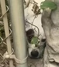 猛暑のなか「フェンスの隙間で動けなくなった犬」を救助　優しい保護スタッフに警戒を解き「お礼を伝える」姿に反響