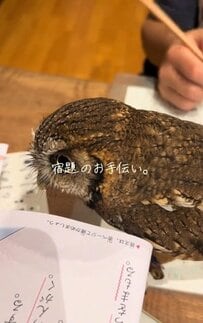 【宿題を手伝う？フクロウ】ノートの上をうろうろ…→可愛すぎる結末に癒される人続出