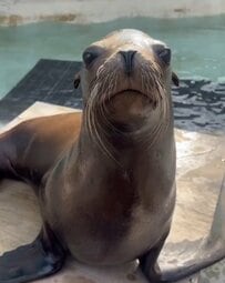【動物園】アシカがごはんの前に行うルーティンが謎過ぎる「急に飛んできますので、ご自愛ください」（兵庫県）
