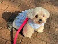 【面白かわいい】散歩中のワンちゃん　浮かべた予想外の表情に思わず笑ってしまう