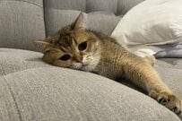 抱き上げた瞬間の「愛猫の表情」を撮影　思わず二度見してしまう1枚に「笑った」「かわいい」