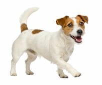 朝5時の寝室から感じる「謎の視線」　廊下に佇む「飼い犬が持ってきたもの」に悶絶