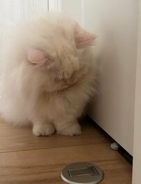 【猫】アルミ玉が大好きなミヌエットさん、見失って一生懸命探す姿がどこか人間のようで癒される