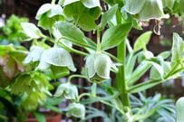 「うちの庭に植えてよかった」ほぼ植えっぱなしで毎年咲く！日なた＆半日陰で育つ〈ローメンテな多年草・球根〉5選。約20年かけてつくった庭で咲く花から厳選