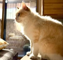 【猫あるある】神々しく佇む猫ちゃんを撮ってたら……それを見ていた別の猫ちゃんが割り込み！自己主張の強さに大爆笑