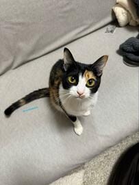 「普段ちびっ子」の元保護猫が「ダラけモード」に入ったら…普段のサイズ感とのギャップにSNSで反響続出