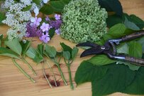 アジサイ増やすなら今！【挿し木の仕方＆適した時期】初心者でも成功しやすいオススメ品種3選も