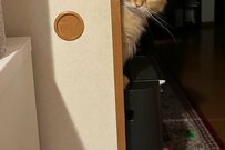 「オヤツだと思ったのに」ションボリ姿になった猫が見た物とは…